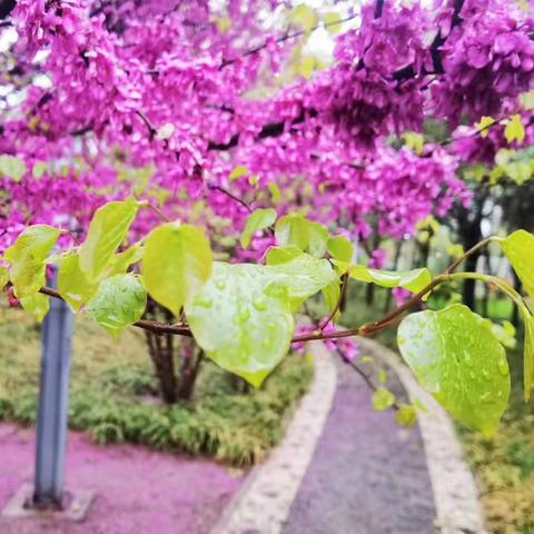 清明  雨