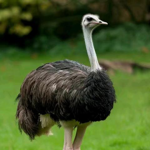 东城街道中心幼儿园田庄分园特色手工课——《扭扭棒变鸵鸟》