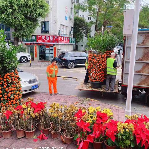 年花年桔“收运记”：续写新春的环保佳话