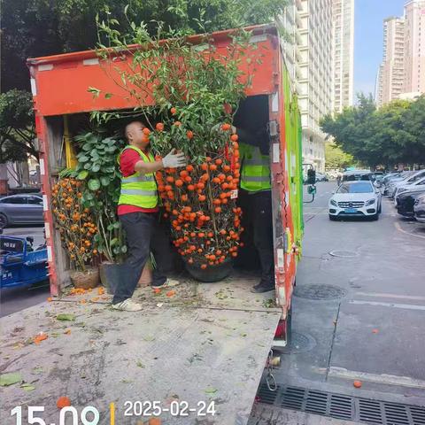 不负四月春光，年花年桔收运忙