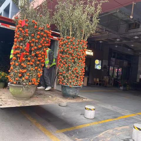 福田“花桔”循环记：绿色延续进行时