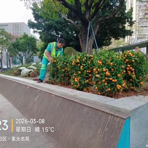 节后回收护生态 福田添新绿
