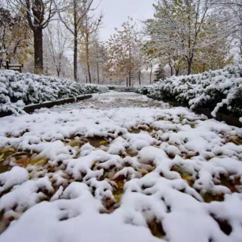 初雪寒意浓、扫雪保畅通——遵市三中八年级师生扫雪活动进行中