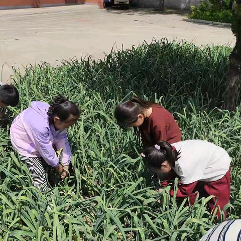 五一劳动节 我劳动 我光荣 我劳动 我骄傲—— 黄找寨小学孩子们活动掠影