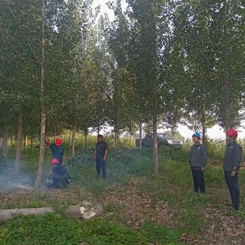 国网西华县供电公司：打好树障清理攻坚战 护航电网运行无阻碍