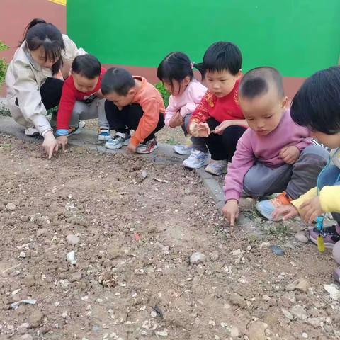 实验小学幼儿园种植活动