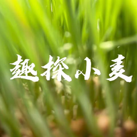 中五班——趣探小麦