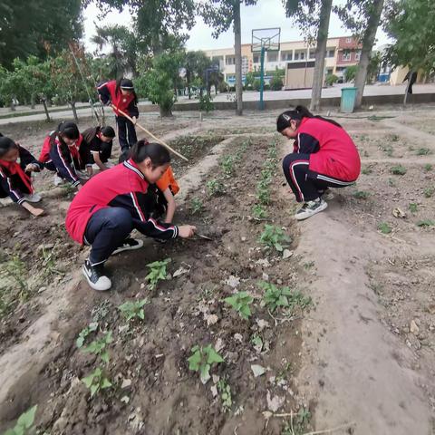 体验劳动，享受快乐———群力小学五年级劳动实践基地活动剪影