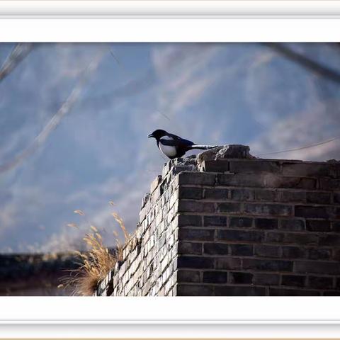 自然之语：树与鸟的诗篇