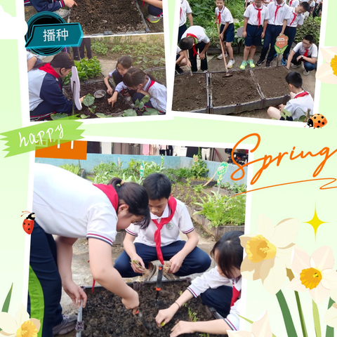 劳动基地里的“蔬”香时光——桦珑学校六年级劳动基地实践活动