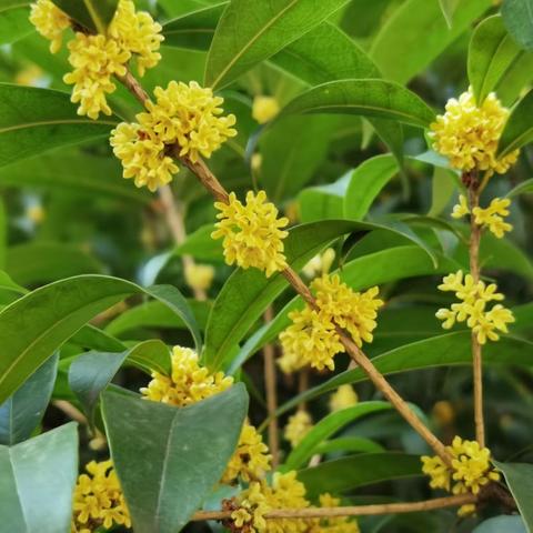 课堂繁花竞芬芳 各显其能展风采——长庆小学道德与法治优质课竞赛活动纪实