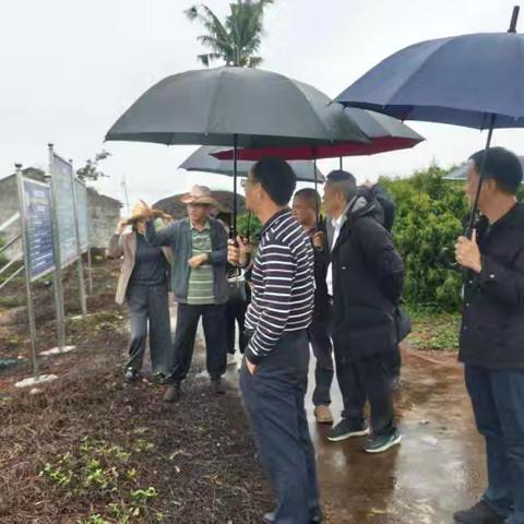 海口市农技中心吴光辉副主任带队前往澄迈县福山镇学习交流荔枝种植管理技术