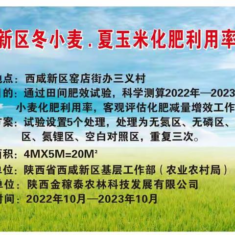 西咸新区基层工作部开展2023年夏玉米化肥利用率试验采样工作