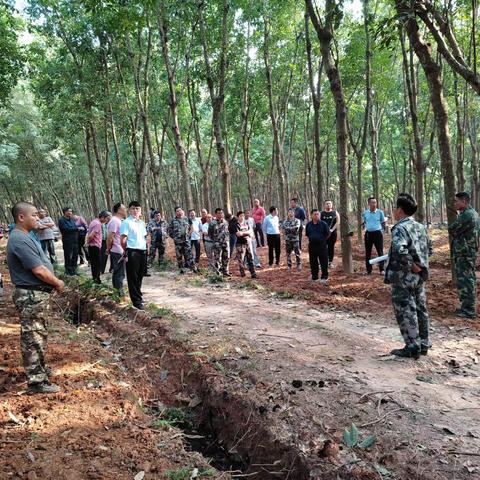 海胶集团龙江分公司2023-2024年胶园冬春管理现场会