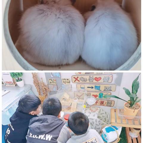 小仓鼠，你好！