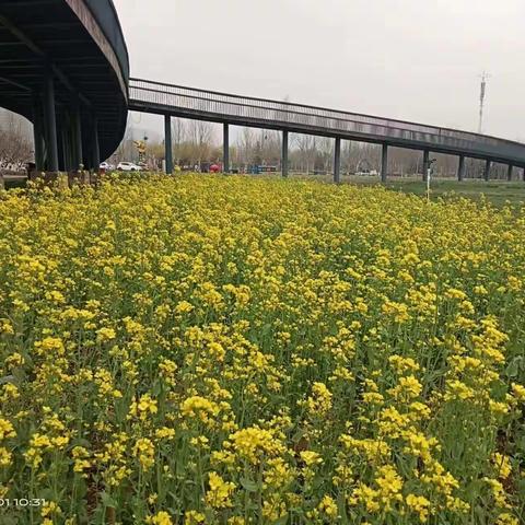 金色海洋 美丽花海