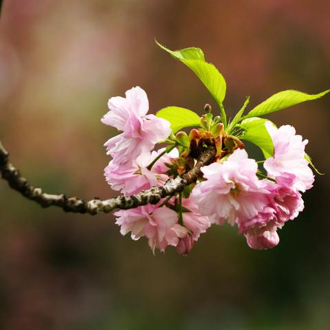芳菲四月天，赏玉渊潭晚樱（一）