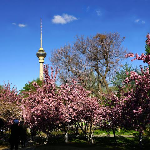 芳菲四月天，赏玉渊谭晚樱（二）