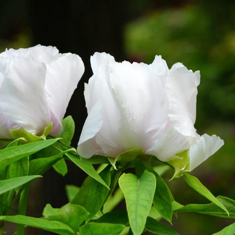 谷雨春光晓，国色天香绝世姿