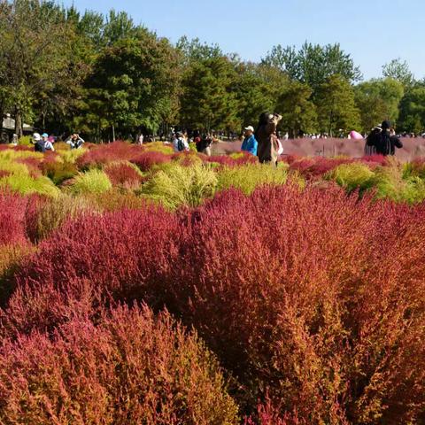 秋日暖阳，游奥森公园（北园）