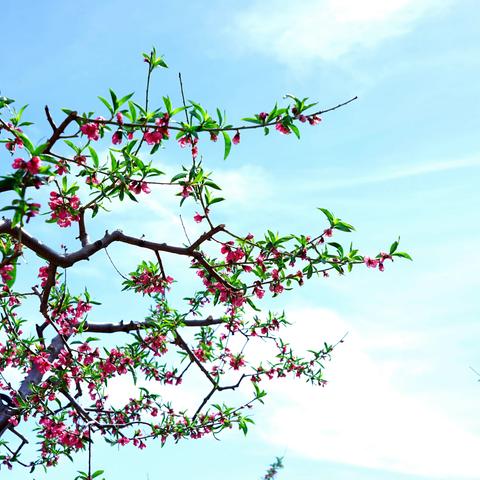 桃花海里桃花跑--桃醉桃花