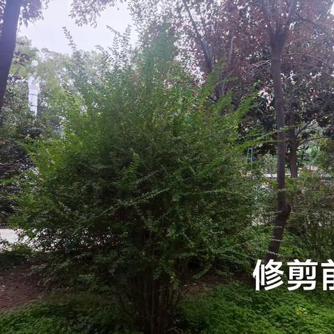 至美党建 淬砺支部过硬星 第5期|三实小支部篇：初心如磐心向党 砥砺奋进践初心