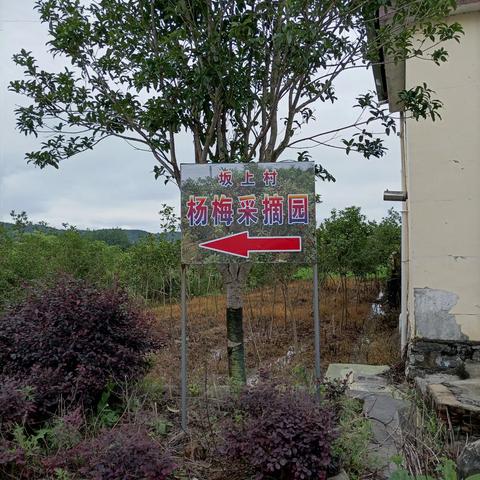 彭泽县东升镇坂上村杨梅园盛大开园，6月2日至6月8日转发朋友圈凭此链接享有优惠价（8元一斤）