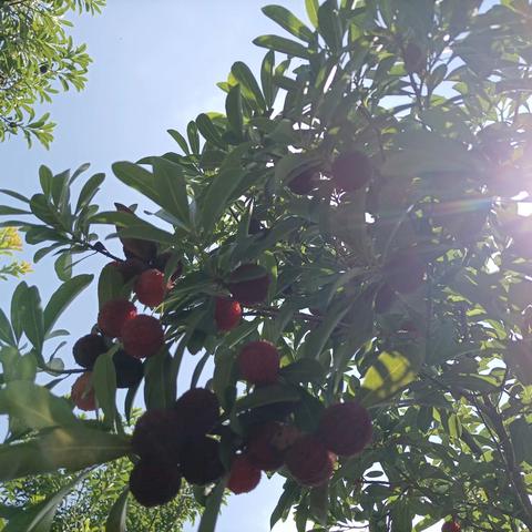 原价15元/斤的杨梅，凭此链接提前转发朋友圈，享受买10斤送1斤优惠政策。