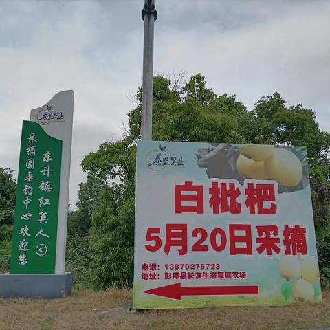 倒计时7天！彭泽长友农场白枇杷最后黄金采摘周，错过再等一整年！