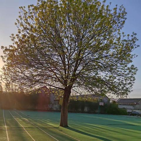 神山镇小学“英语素养展示月”系列活动——A talking tree（会说话的大树）