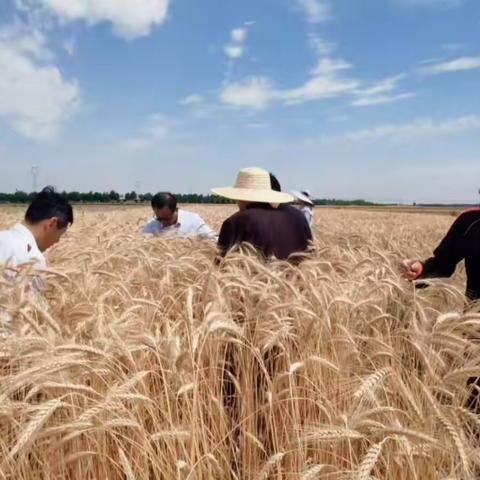 护航“三夏”   丰收在望麦香飘