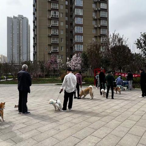 狂犬疫苗进社区 文明养犬创和谐