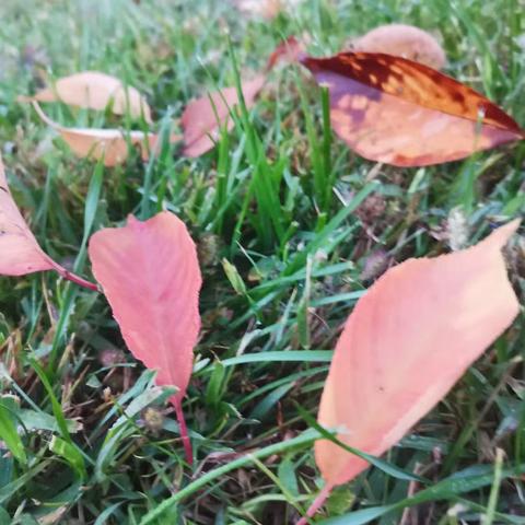 春华秋实，不负时光——合缘物业永新里社区 10月份工作美篇