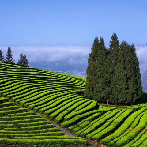 云端茶场