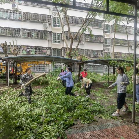 城北社区树木矮化，为居民安全保驾护航