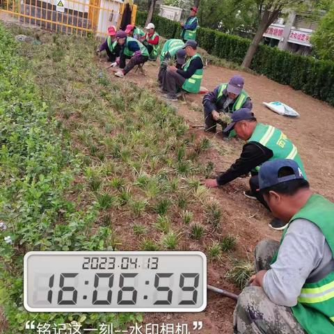 养护四标段百合园林4.13养护工作汇总