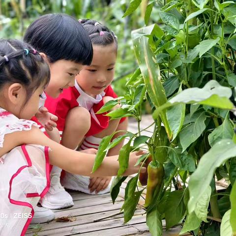 开学十日——新幼石榴娃的幼儿园生活图鉴