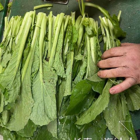 长春一汽餐厅2023.4.13异物挑拣