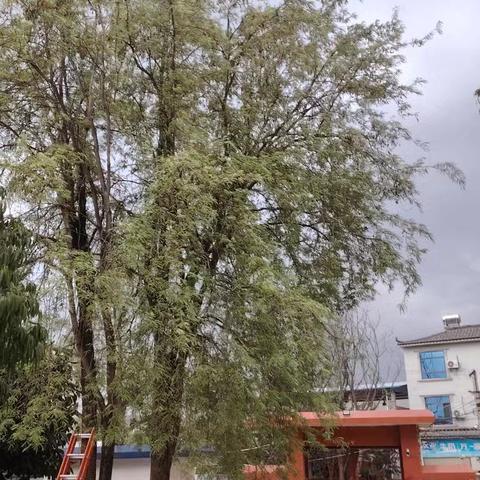 平凡坚守 温暖校园——致敬值周老师们的卫生清扫日常