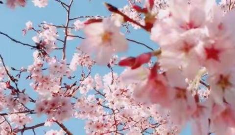 樱花烂漫几多时 恰是邂逅名著日