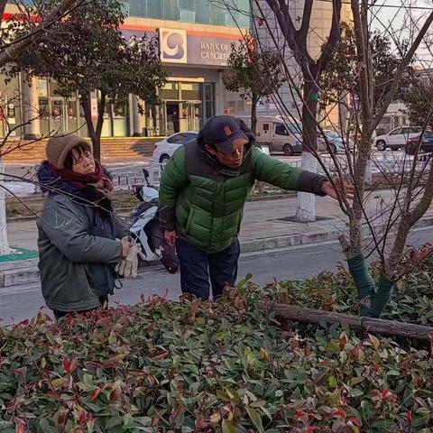加强冬季修剪   剪出崭新“姿态”