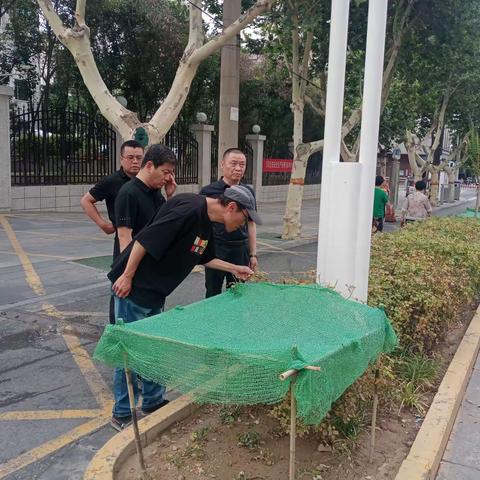 加大苗木补植力度   复苏城市绿色动脉