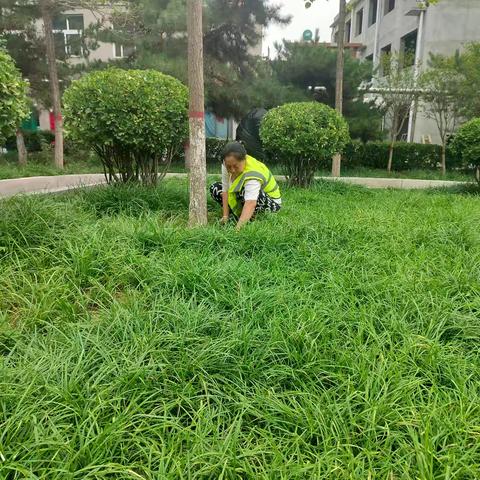 除草护绿齐动手     精益求“净”再发力