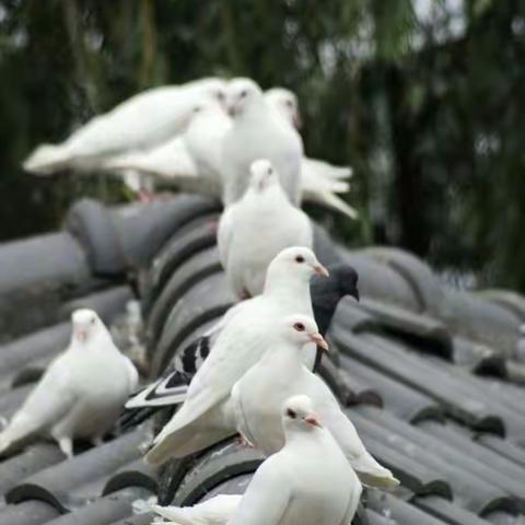 鸽子🕊️你好---丁庄街道实验幼儿园中一班班本课程