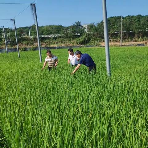 儋州市农林科学院组织技术骨干深入田间调查，确保粮食安全生产