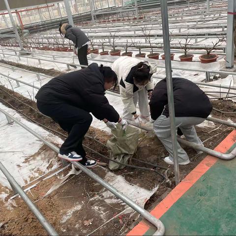 《劳动教育课》赵老师组织我们去温室大棚