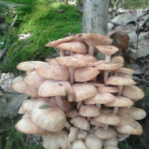 湘粤幼儿园朵朵一班野生蘑菇安全教育