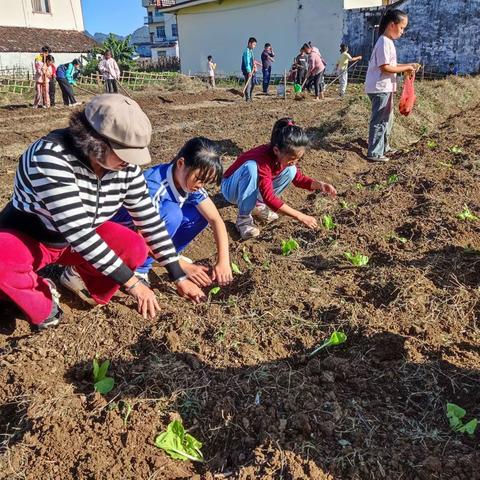 "劳动砺心志，实践促成长——高岭镇定福小学劳动实践活动