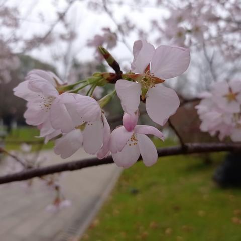 汉风楚韵赏春花