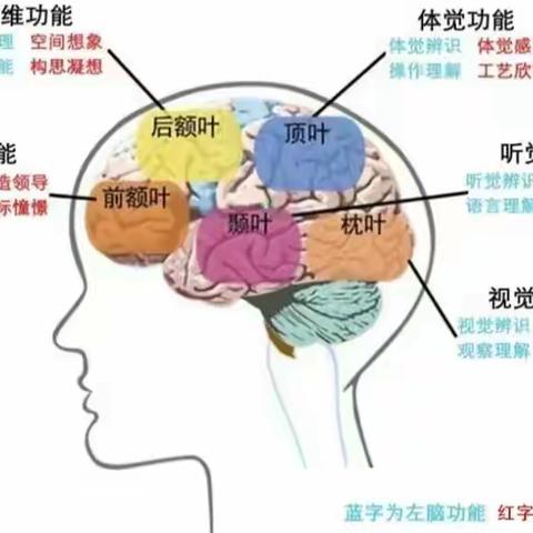 大脑是这样发育的